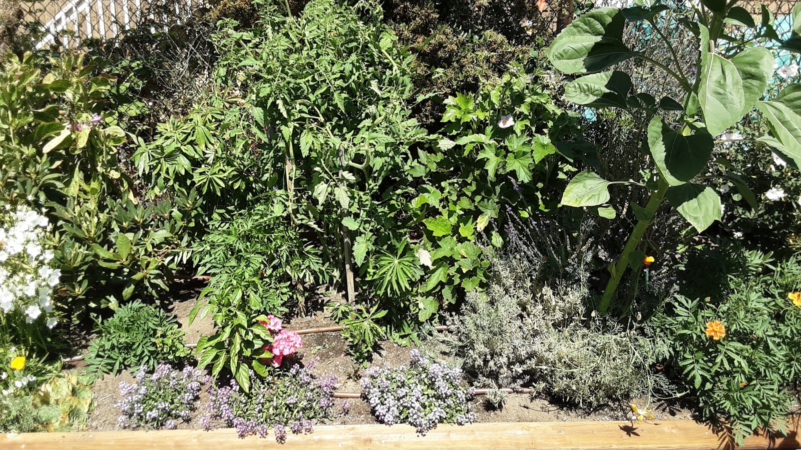 Raised garden bed full of flowering plants and vegetables