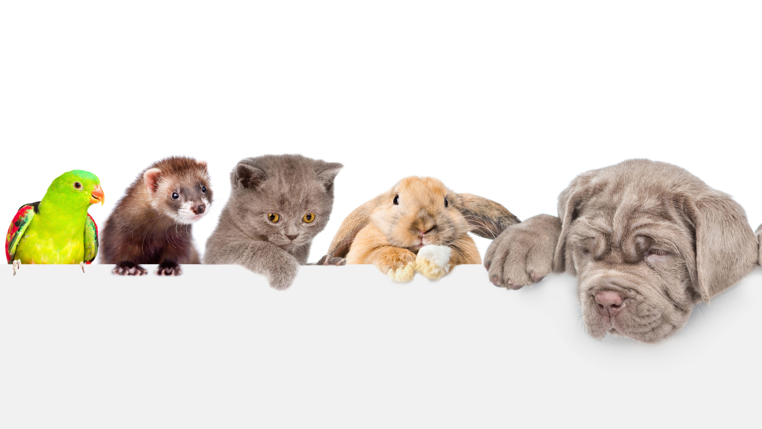 Row of pets - parrot, ferret, cat, rabbit and puppy - above a blank banner