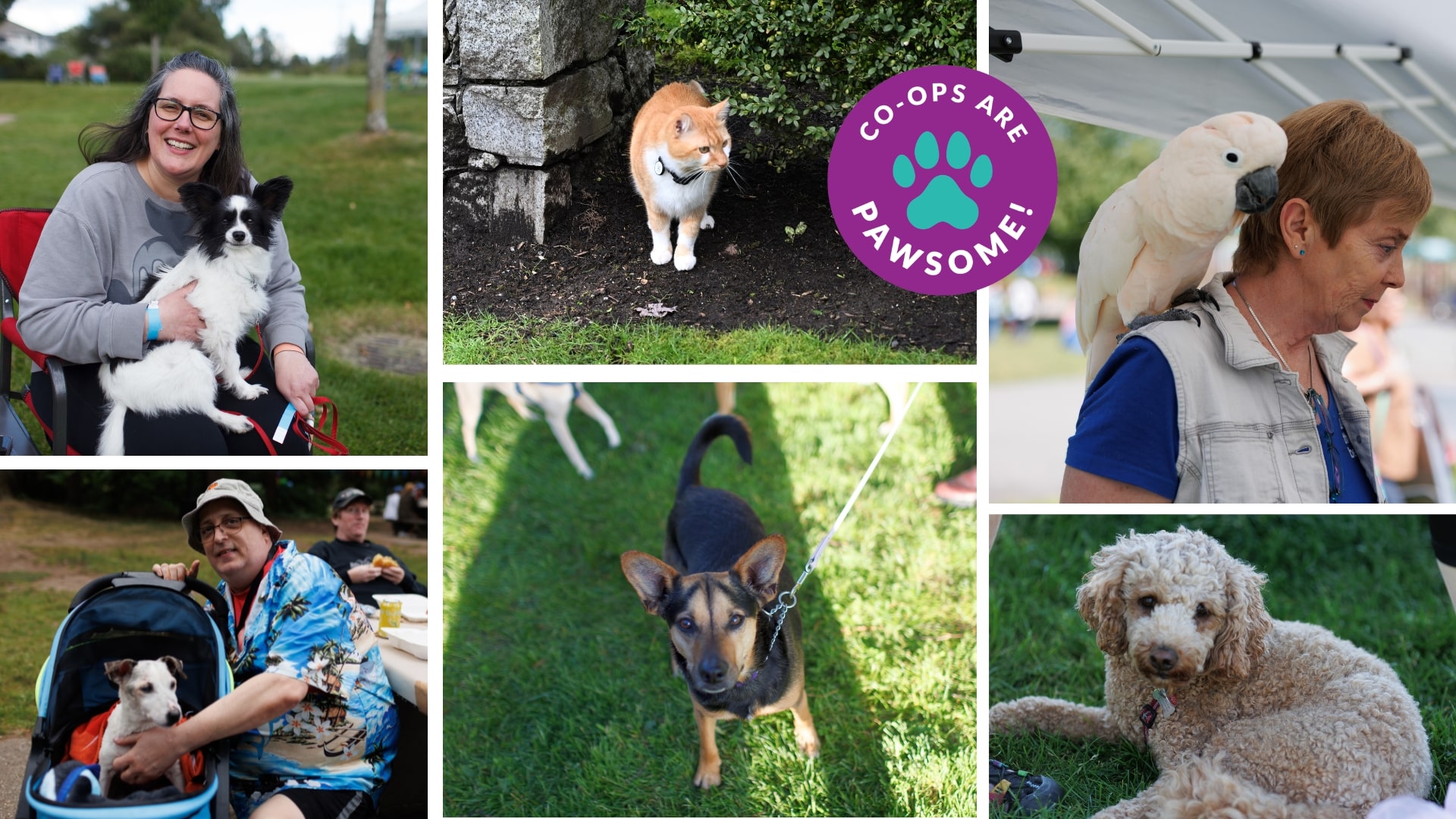 Collage of co-op members with their pets — dogs, a cat, and a cockatoo