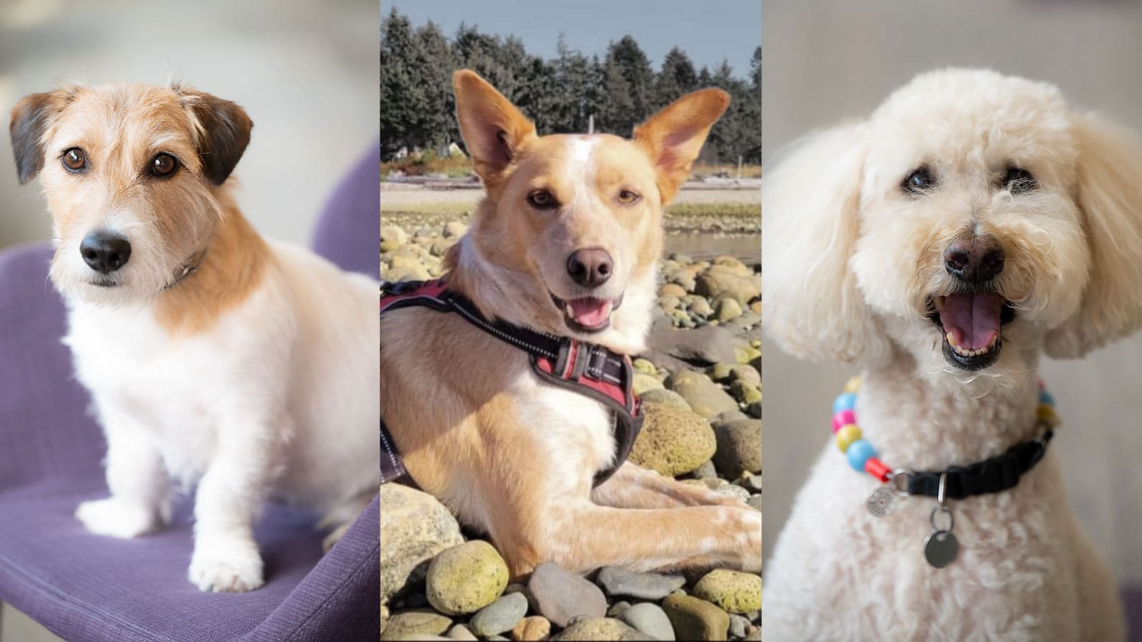 Three dogs: a scruffy terrier, a tan dog in a harness on a beach, and a curly white doodle
