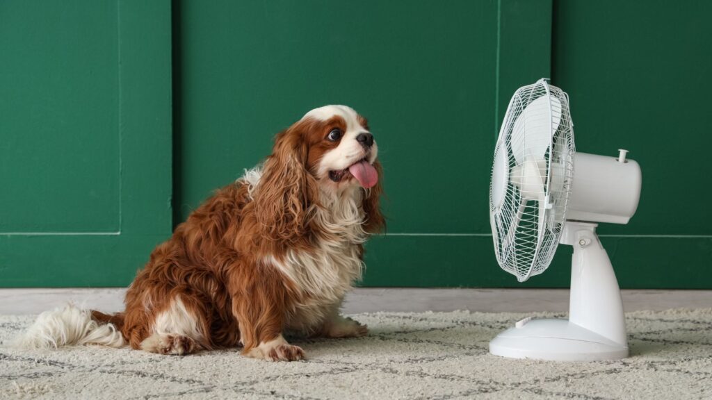 A spaniel sitting in front of an electric fan